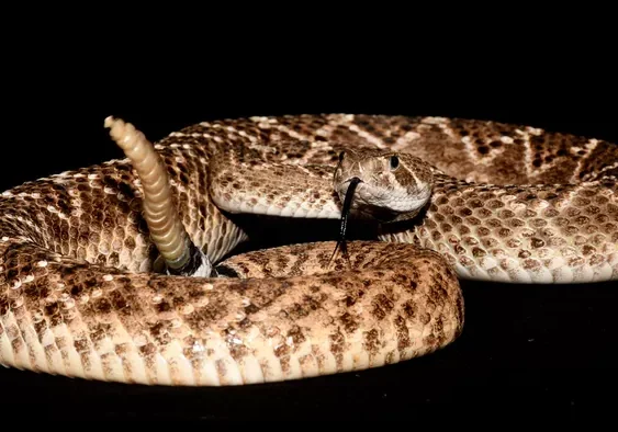 <b>The Western diamondback rattlesnake, one of the species of rattlesnake known to use frequency jumps to trick the ear. (Image credit: Tobias Kohl)</b>