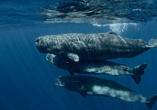 Three Sperm whale calves Photo: Amanda Cotton